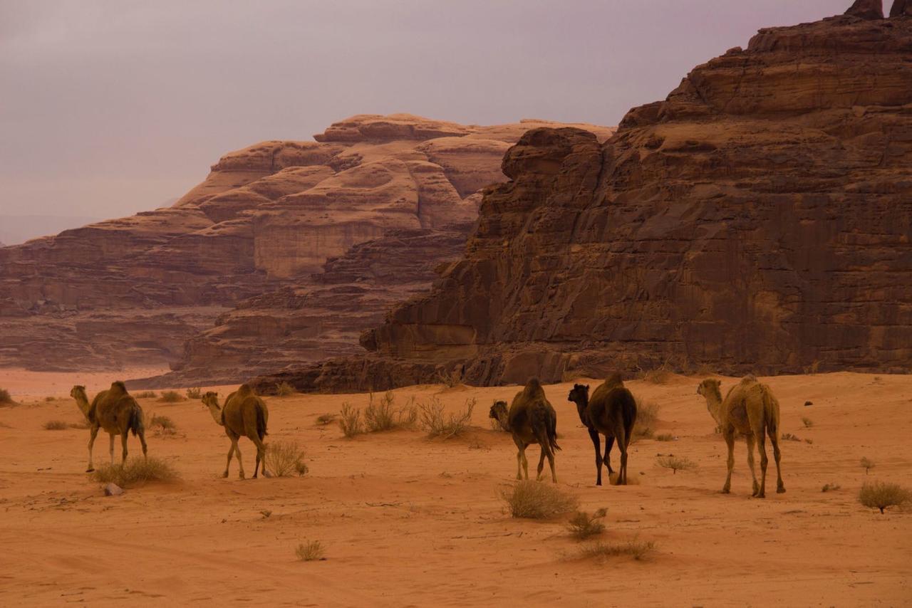 Wadi Rum Desert Secret Camp Exteriör bild